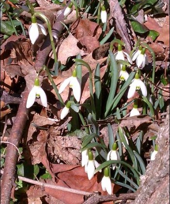 Snow_Drops_on_March_1005b522